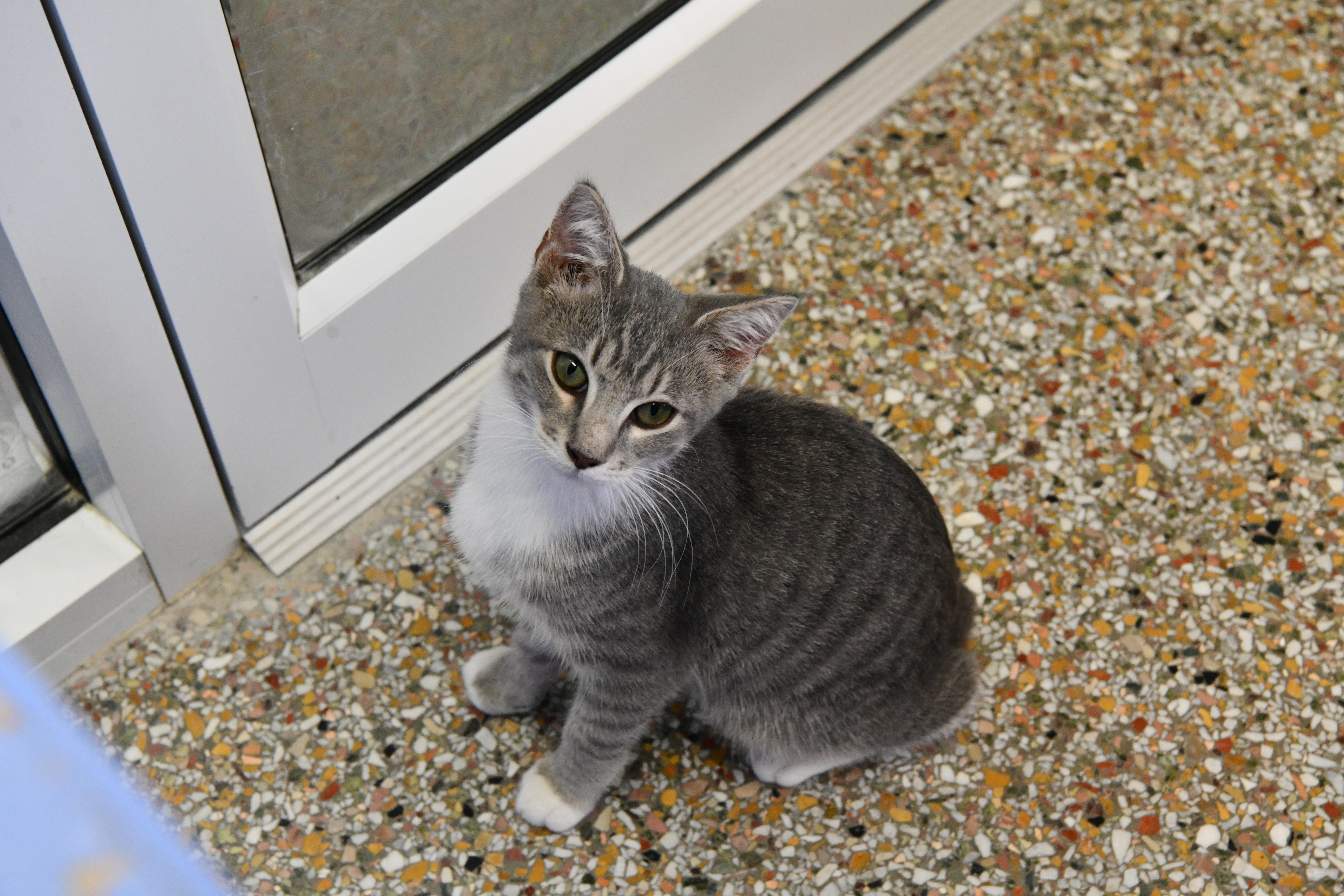 Peanut, an adopted American Bobtail in Fairhope, AL image 2/2