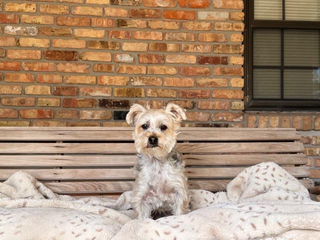 Enlarge Major Tom, a Adoptable mixed breed in Baton Rouge, LA image 2/6