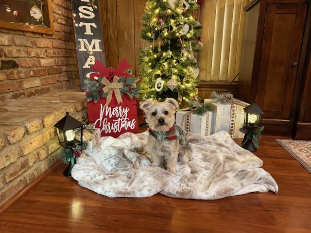 Enlarge Major Tom, a Adoptable mixed breed in Baton Rouge, LA image 4/6