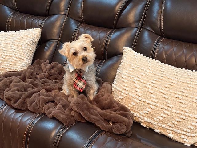 Enlarge Major Tom, a Adoptable mixed breed in Baton Rouge, LA image 5/6