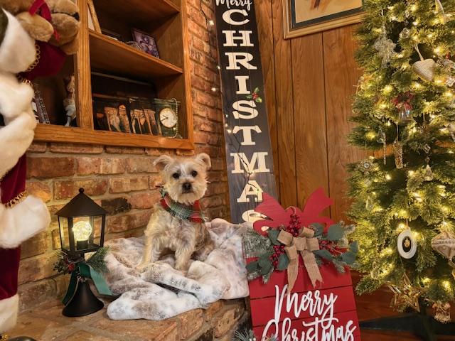 Enlarge Major Tom, a Adoptable mixed breed in Baton Rouge, LA image 6/6