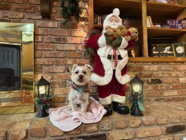 Major Tom, Adoptable, Adult Male Yorkshire Terrier & Schnauzer.