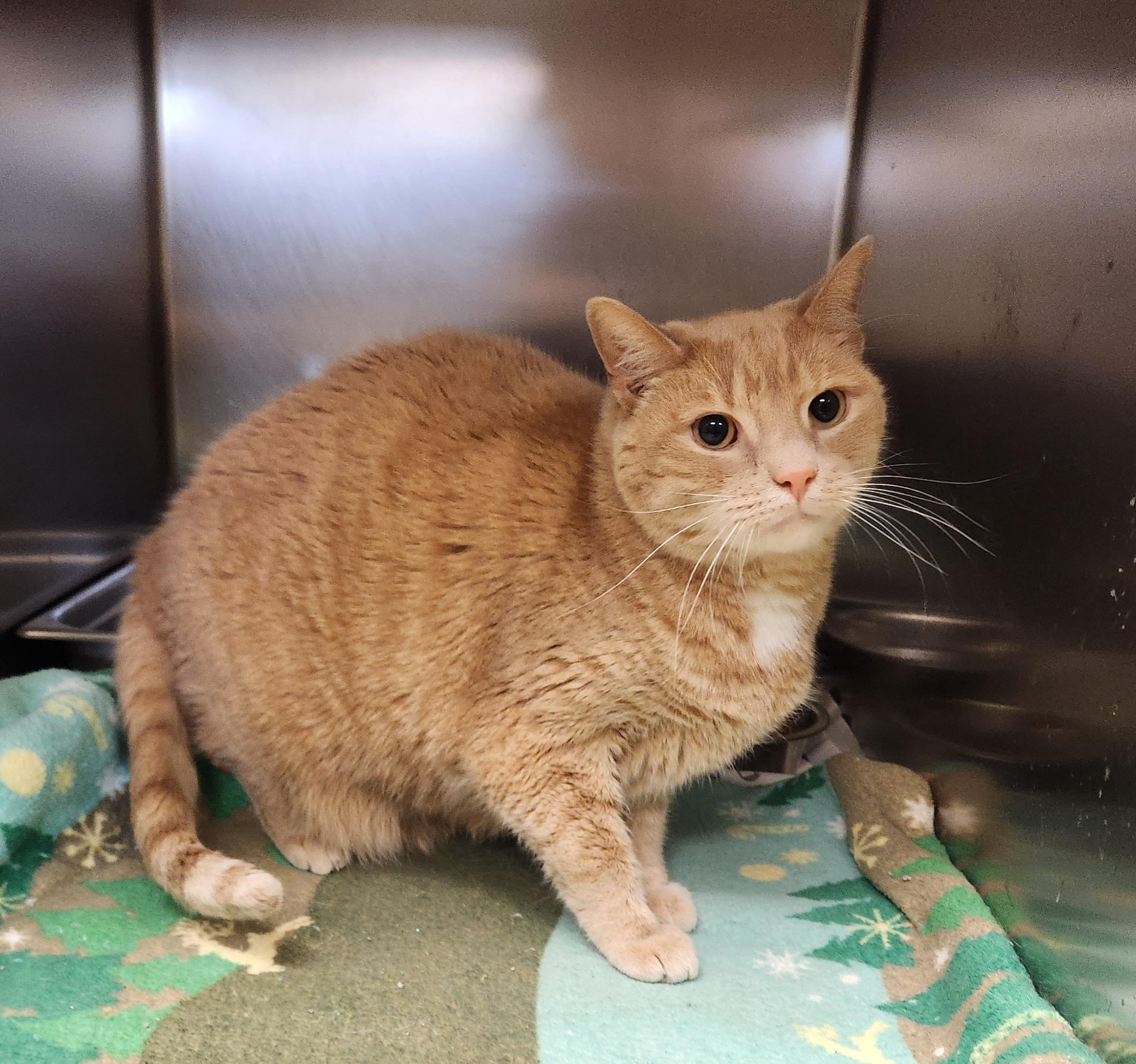 Oliver, ADOPTABLE, Senior Male Domestic Short Hair.