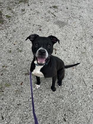 Enlarge Scout, a Adoptable mixed breed in Vero Beach, FL image 1/2