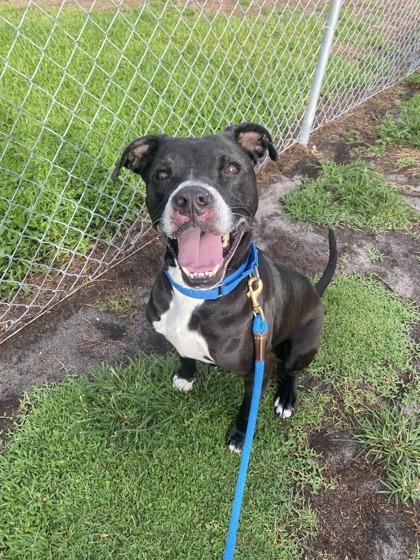 Enlarge Scout, a Adoptable mixed breed in Vero Beach, FL image 2/2