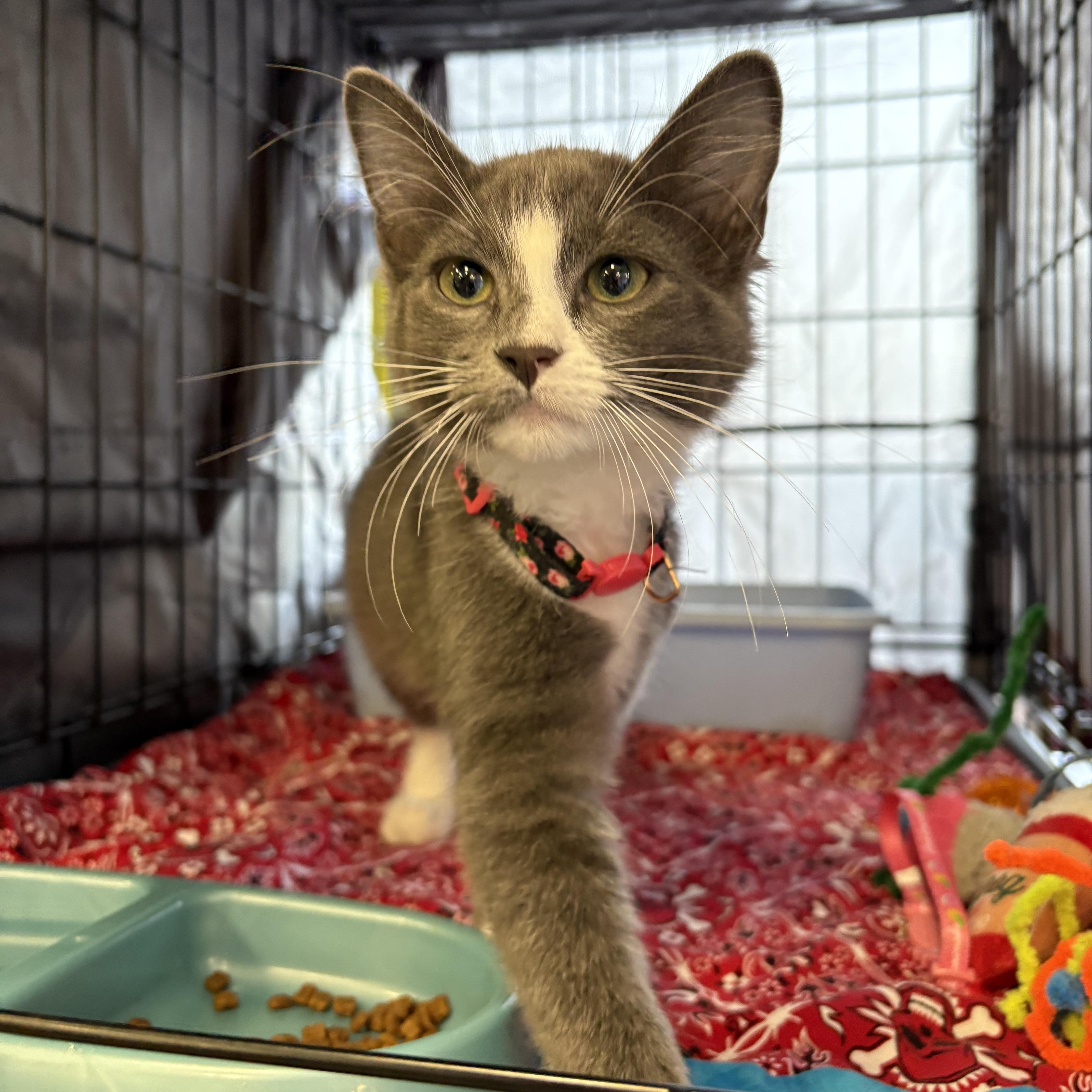 Megan, Baby Female Domestic Medium Hair
