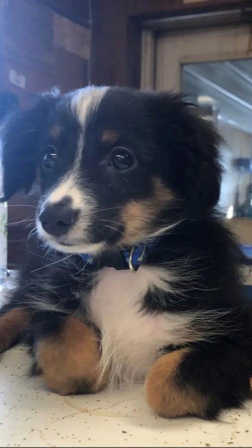 Maker, Adopted, Puppy Male Australian Shepherd.