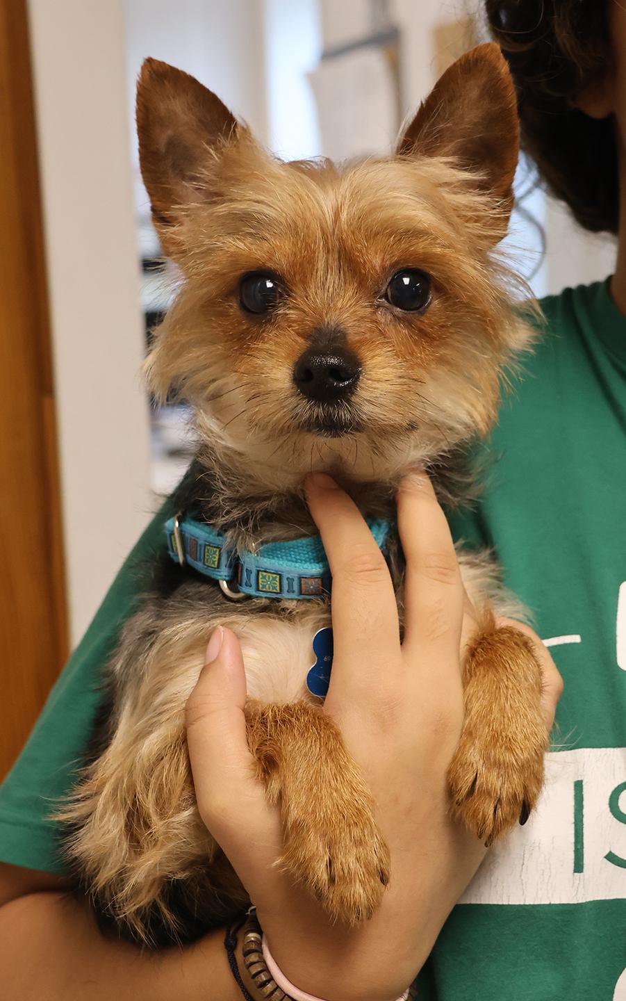 Junior, Young Male Yorkshire Terrier