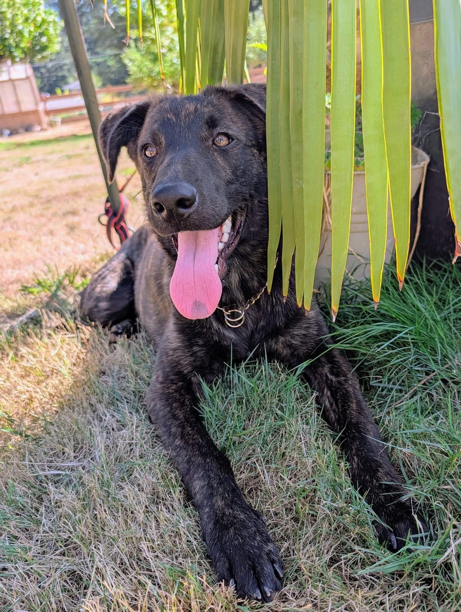 Buddy, ADOPTABLE, Puppy Male Dutch Shepherd & German Shepherd Dog.