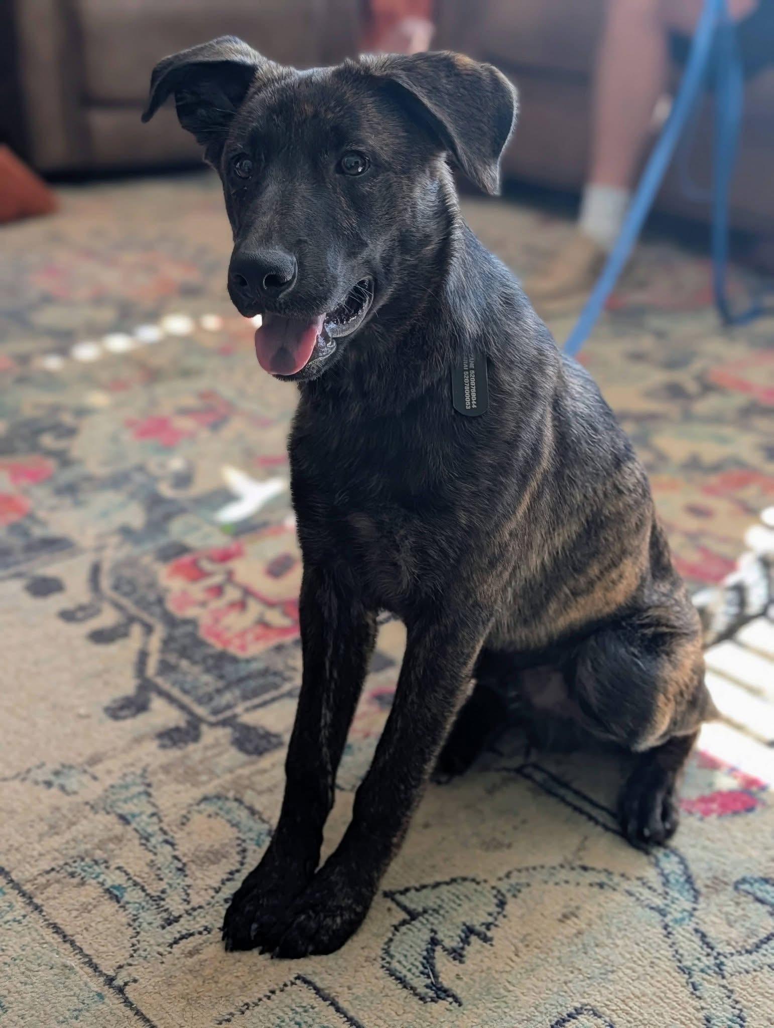 Buddy, a ADOPTABLE mixed breed in Beavercreek, OR image 3/6