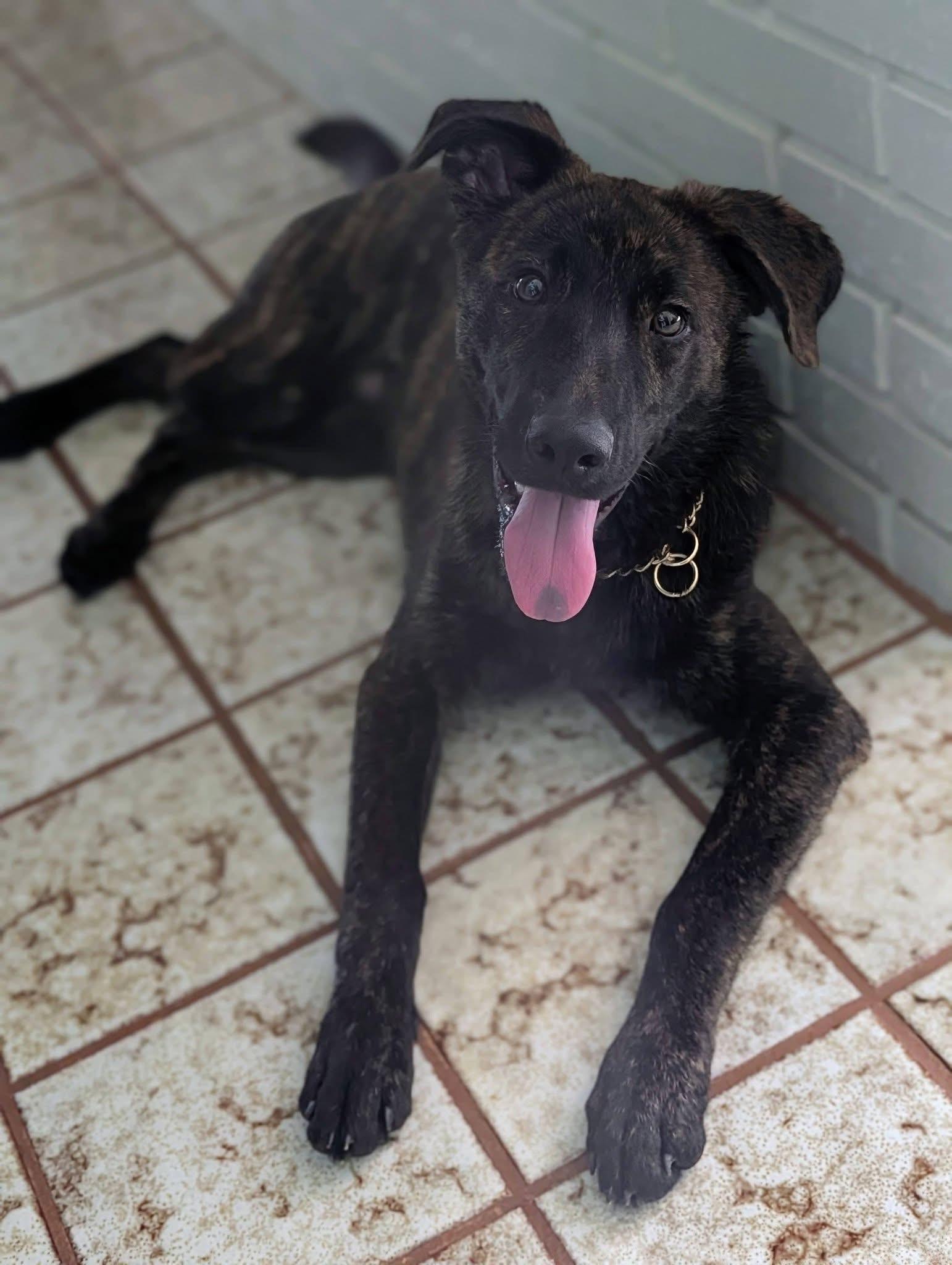 Buddy, a ADOPTABLE mixed breed in Beavercreek, OR image 2/6