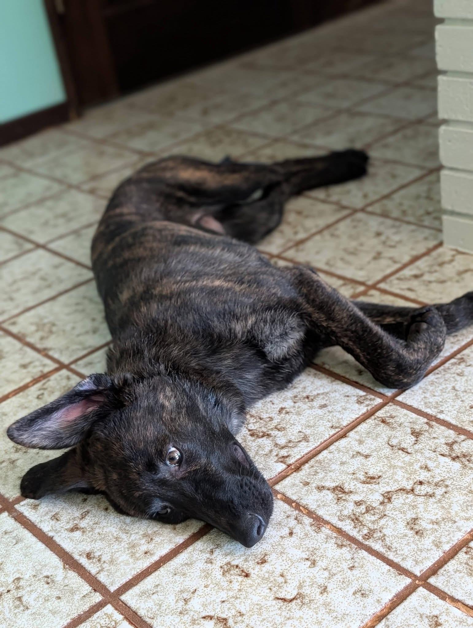 Buddy, a ADOPTABLE mixed breed in Beavercreek, OR image 4/6