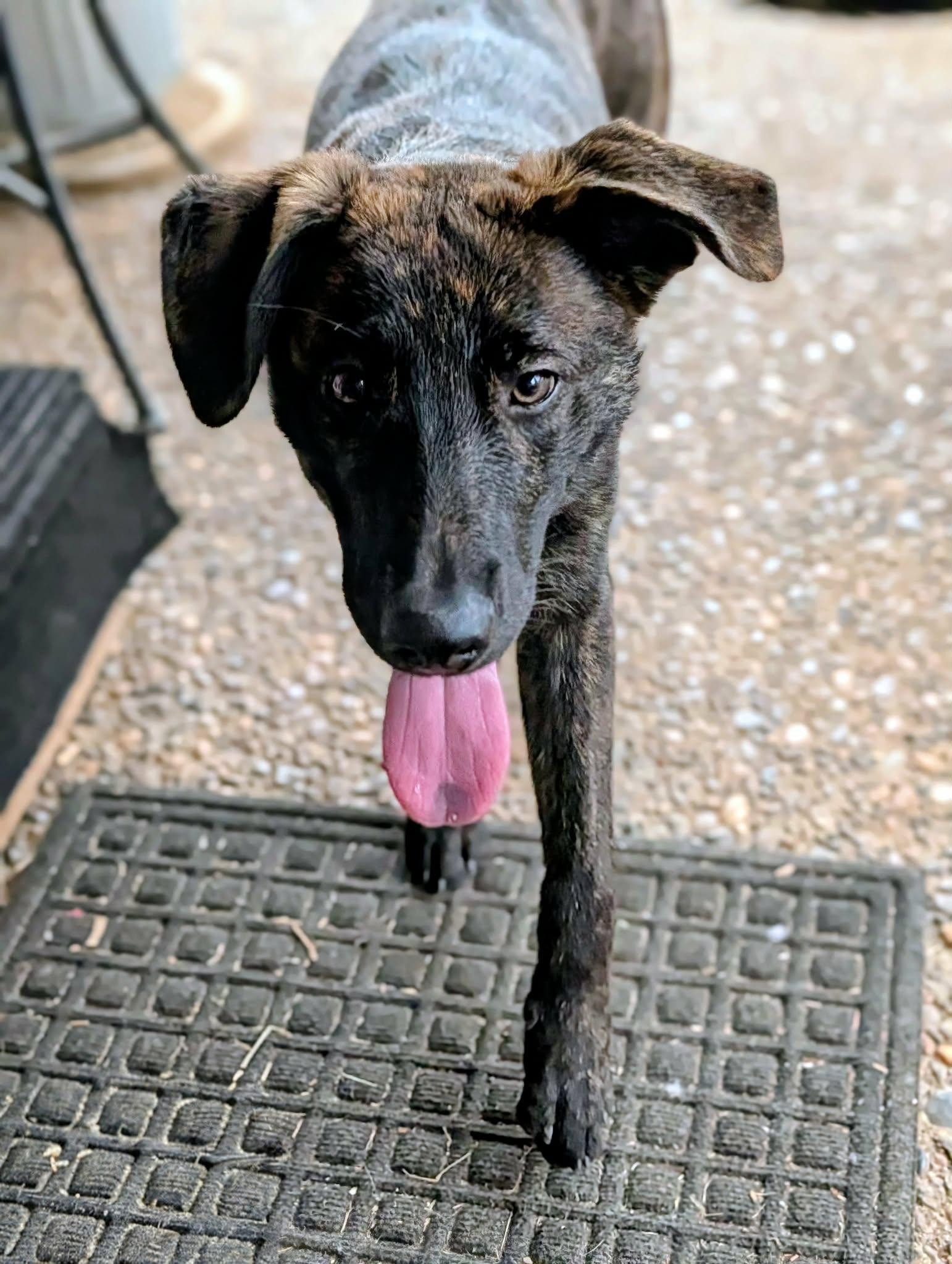 Buddy, a ADOPTABLE mixed breed in Beavercreek, OR image 5/6