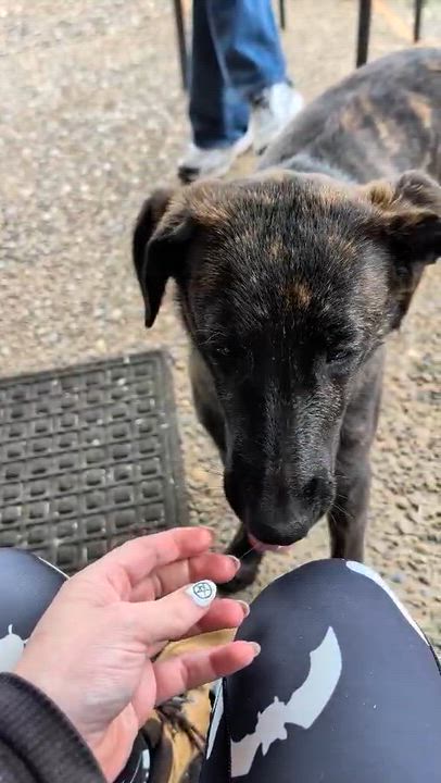 Enlarge Buddy, a ADOPTABLE mixed breed in Beavercreek, OR video 6/6