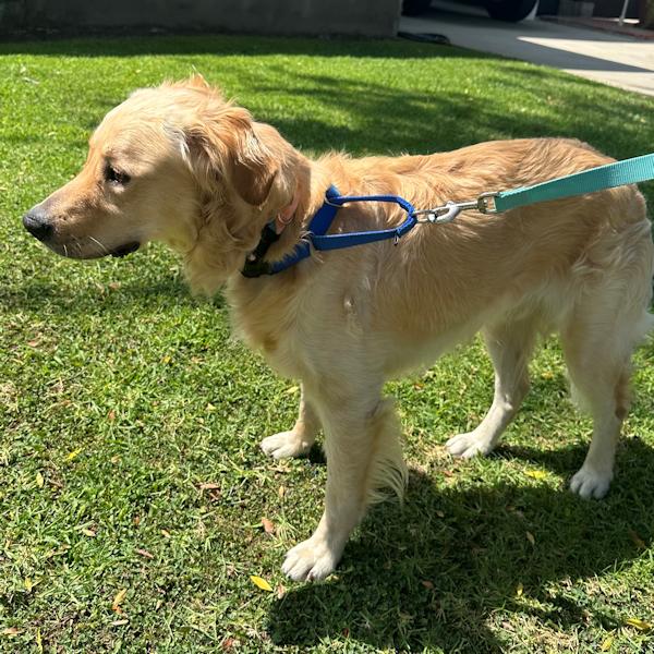 Enlarge Milo, a Adoptable Golden Retriever in Los Angeles, CA image 1/6