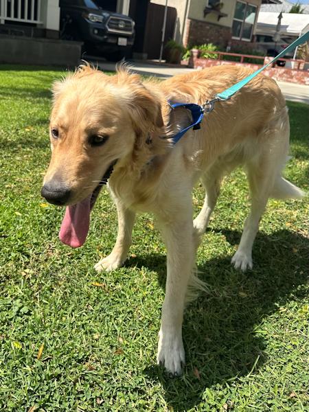 Enlarge Milo, a Adoptable Golden Retriever in Los Angeles, CA image 2/6
