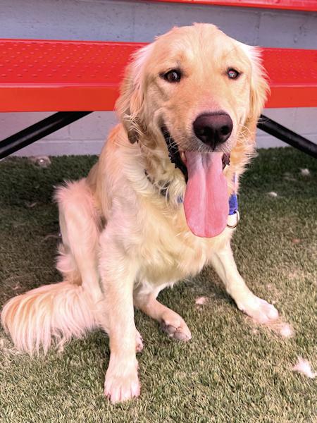Enlarge Milo, a Adoptable Golden Retriever in Los Angeles, CA image 3/6