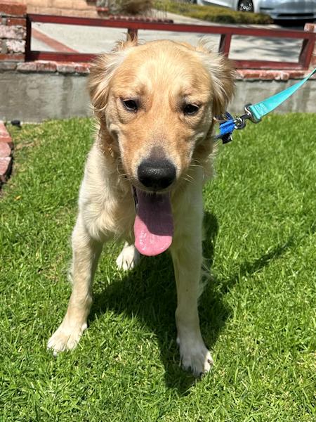 Enlarge Milo, a Adoptable Golden Retriever in Los Angeles, CA image 4/6