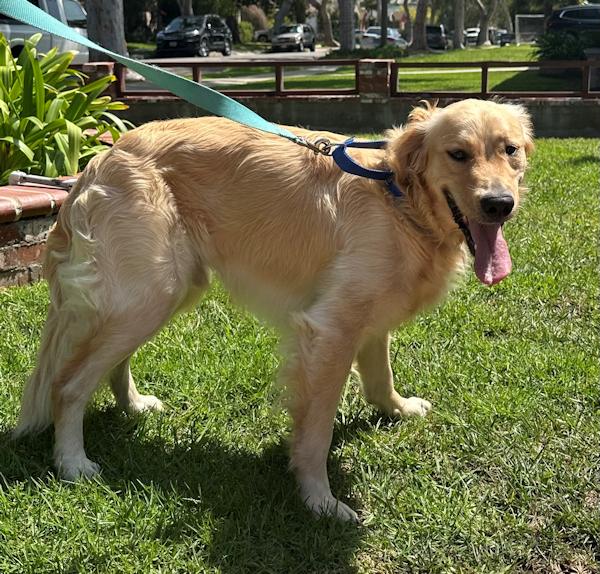 Milo, Adoptable, Young Male Golden Retriever.