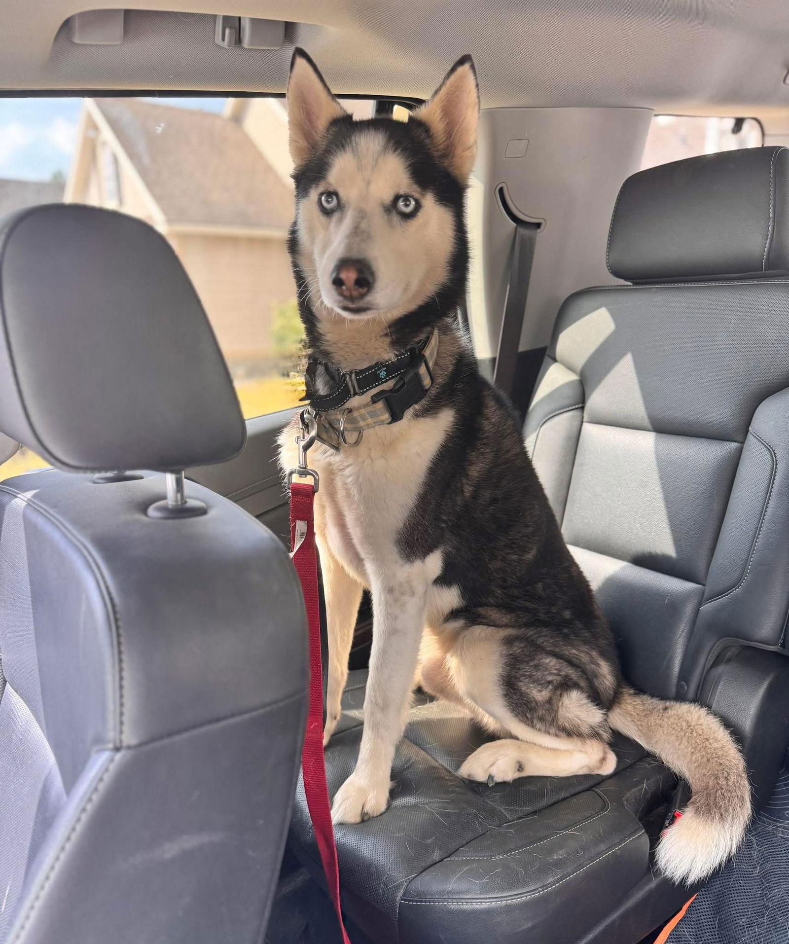 Enlarge Ramble, a Adopted Siberian Husky in Cumming, GA image 1/2