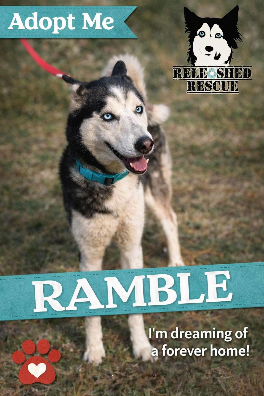 Ramble, Adopted, Adult Male Siberian Husky.