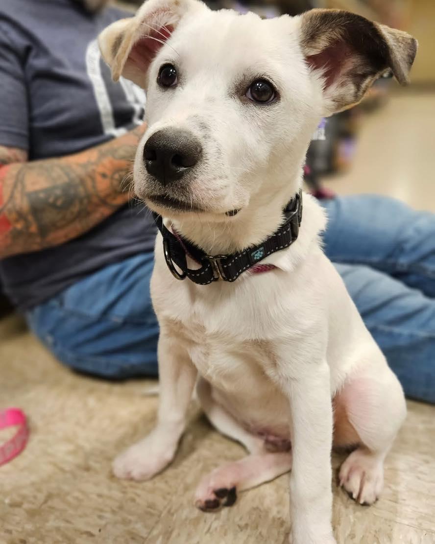 Flint, Adoptable, Puppy Male Terrier.