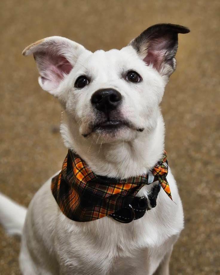 Flint, a Adoptable mixed breed in Broken Arrow, OK image 2/2