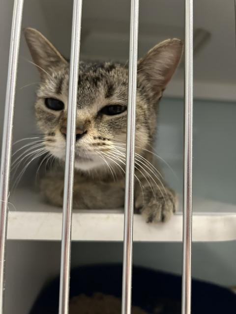 Enlarge Celia, a Adoptable Domestic Short Hair in Muskegon, MI image 1/4
