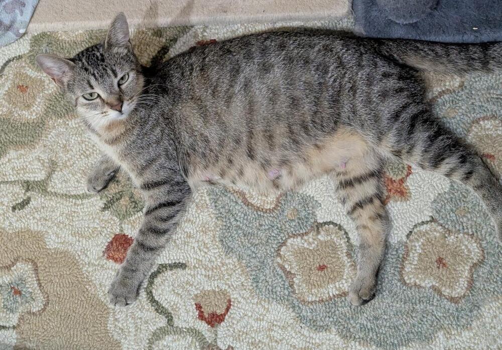 Enlarge Celia, a Adoptable Domestic Short Hair in Muskegon, MI image 2/4