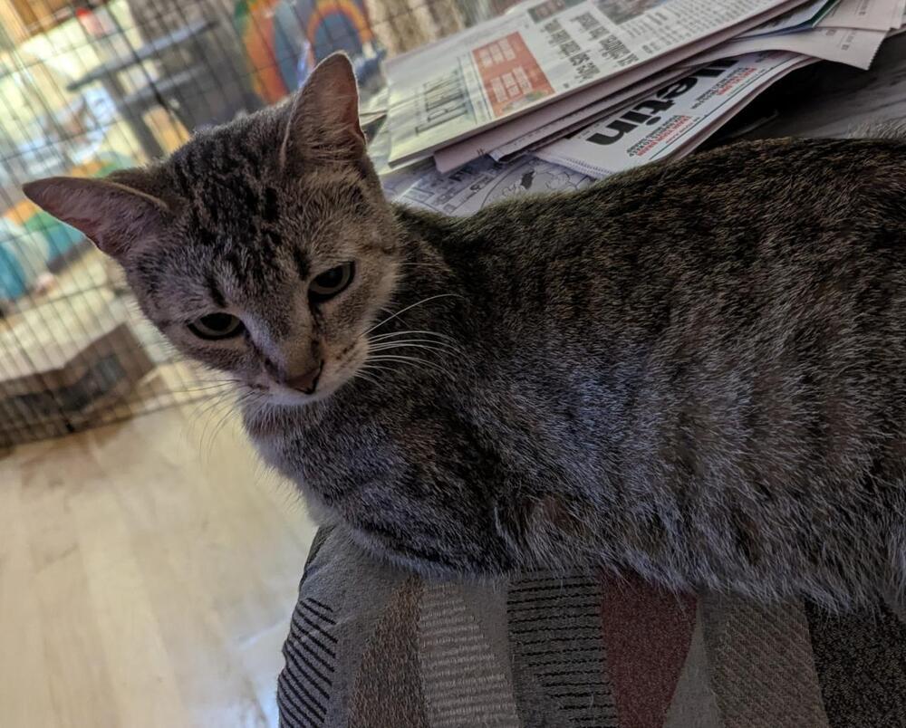 Enlarge Celia, a Adoptable Domestic Short Hair in Muskegon, MI image 4/4