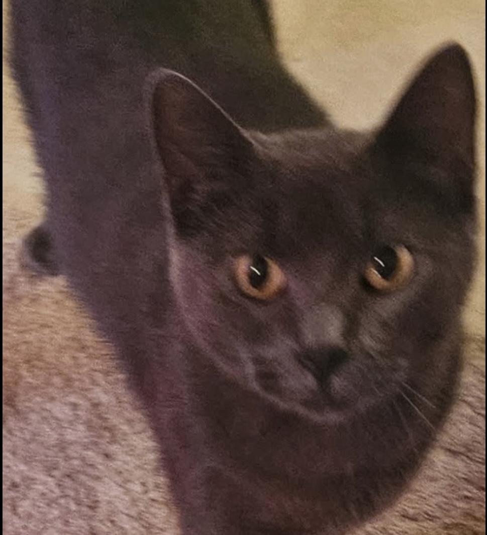 Gypsy, Adoptable, Young Female Domestic Short Hair.