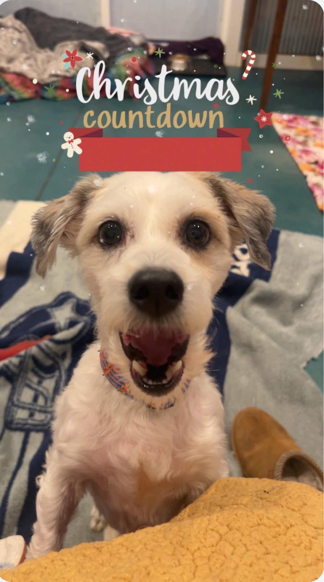 Cosmo, ADOPTABLE, Adult Male Shih Tzu.