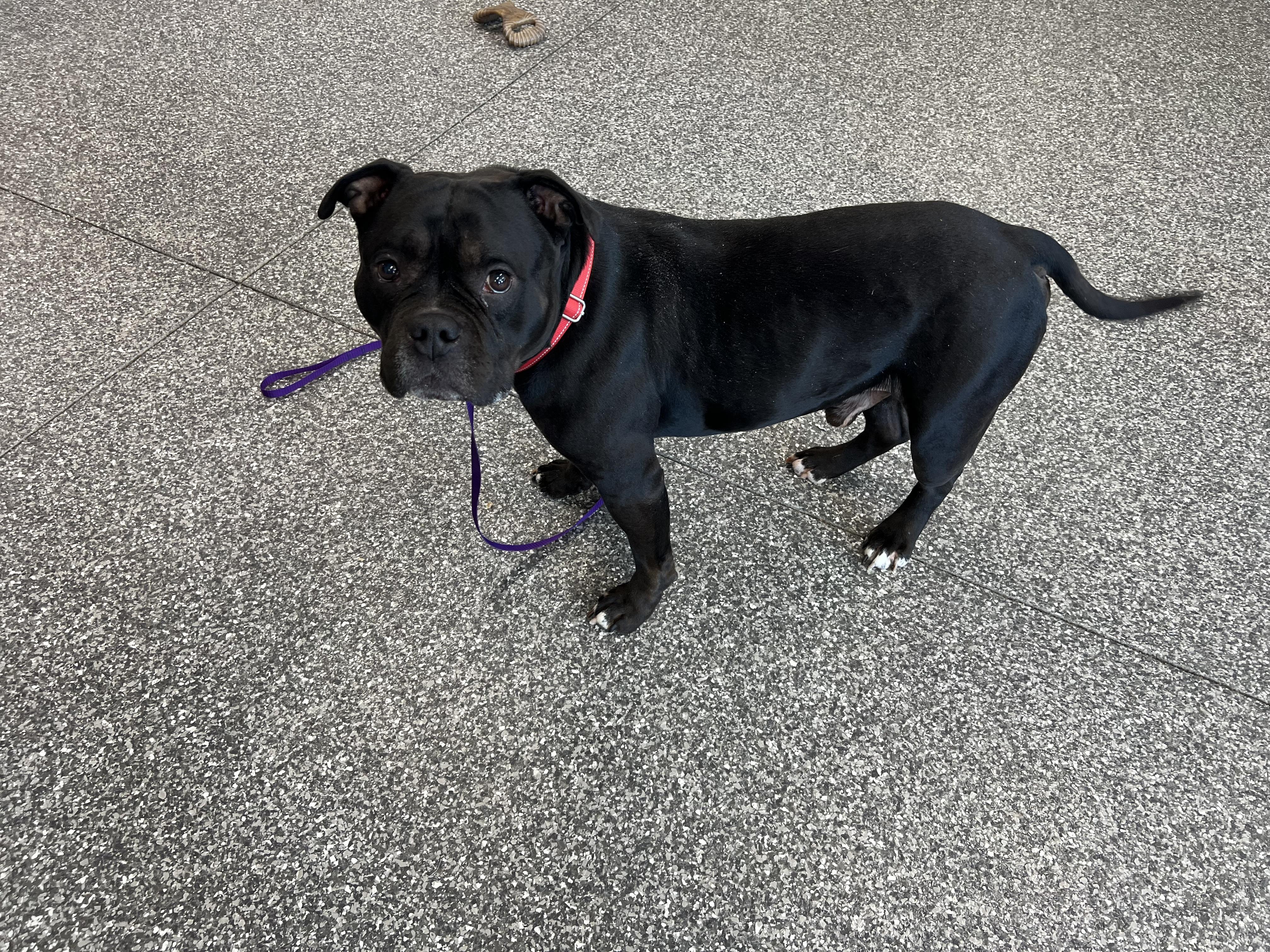 Enlarge Toro, a ADOPTABLE Pit Bull Terrier in Vernon Hills, IL image 2/4