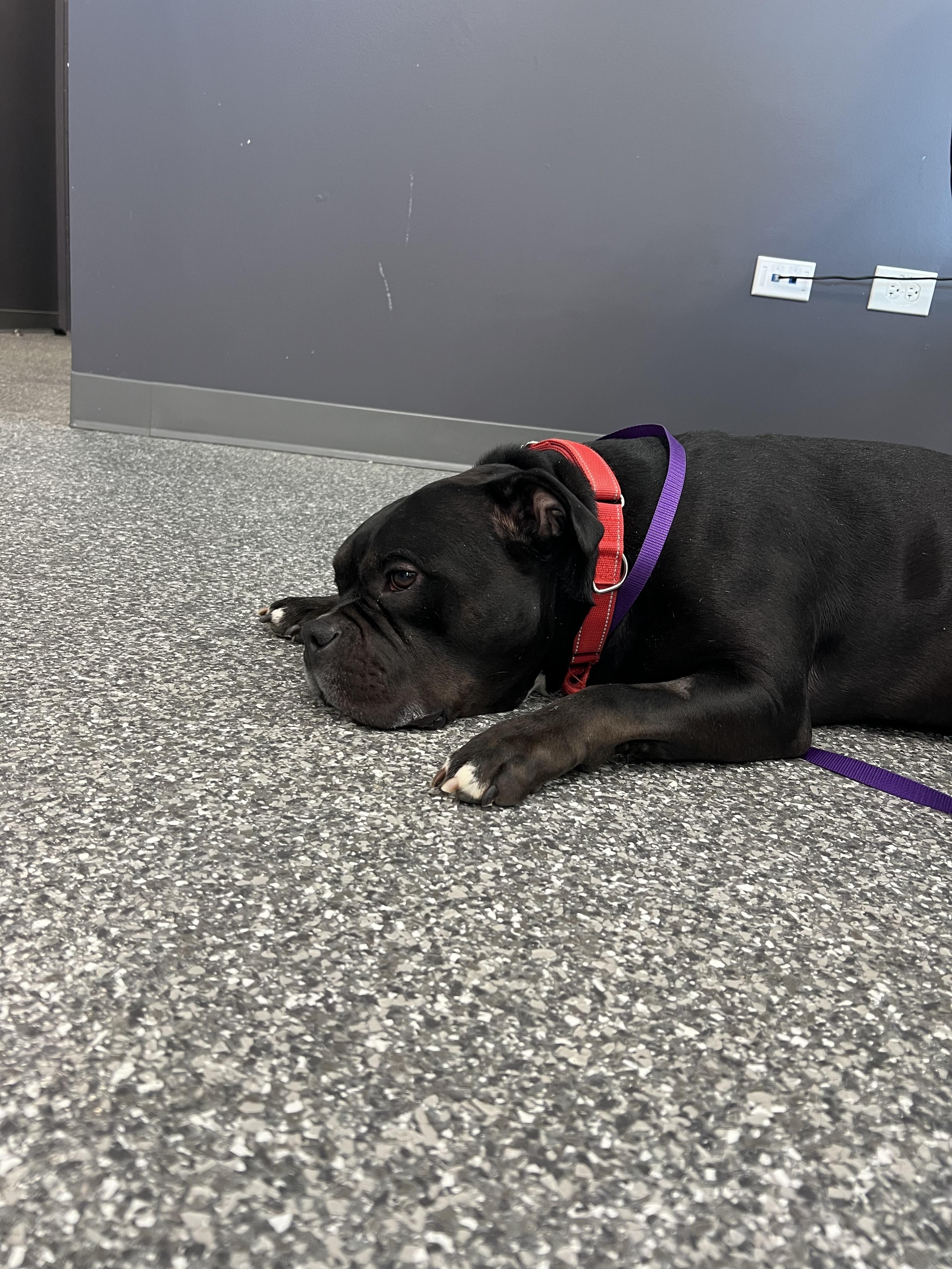 Enlarge Toro, a ADOPTABLE Pit Bull Terrier in Vernon Hills, IL image 4/4