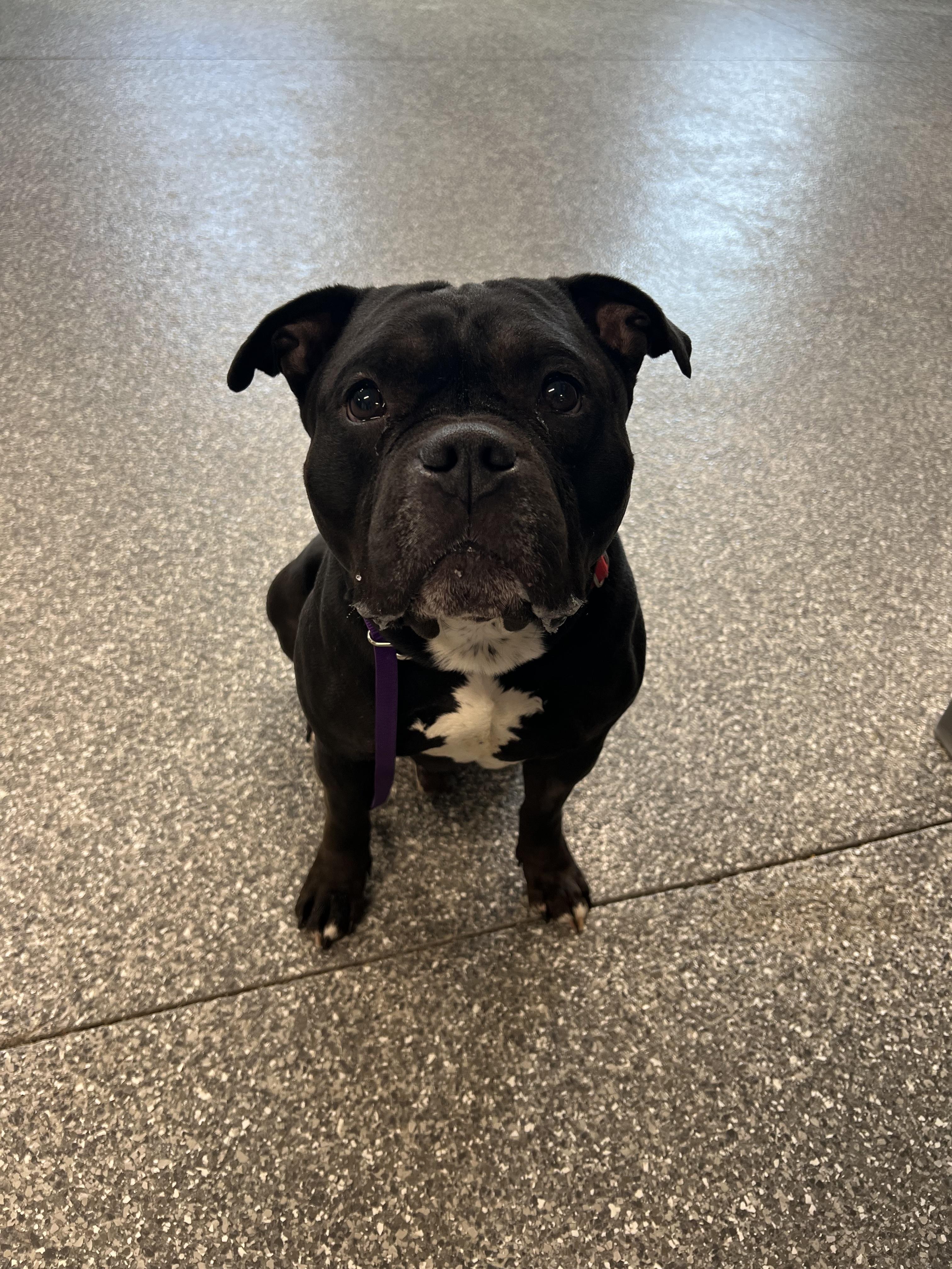 Toro, ADOPTABLE, Adult Male Pit Bull Terrier.