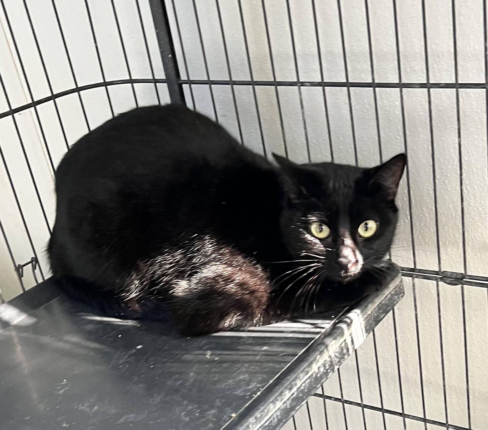 Enlarge Shila, a ADOPTABLE Domestic Short Hair in Deming, NM image 2/2