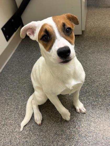 Enlarge Gretchen, an adopted mixed breed in Hamilton, OH image 1/1