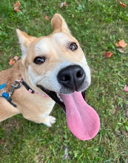 Enlarge Leila, a Adoptable mixed breed in Boyne City, MI image 1/3