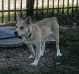 Leila, an adoptable Siberian Husky in Boyne City, MI, 49712 | Photo Image 1
