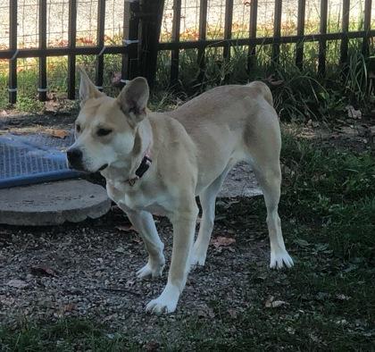 Enlarge Leila, a Adoptable mixed breed in Boyne City, MI image 2/3