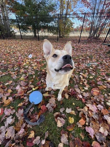 Enlarge Leila, a Adoptable mixed breed in Boyne City, MI image 3/3