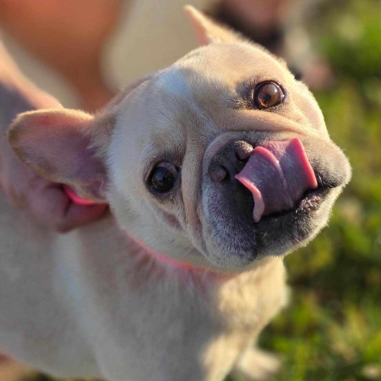 Enlarge Sugar, an adopted French Bulldog in CLARKSVILLE, TN image 2/3