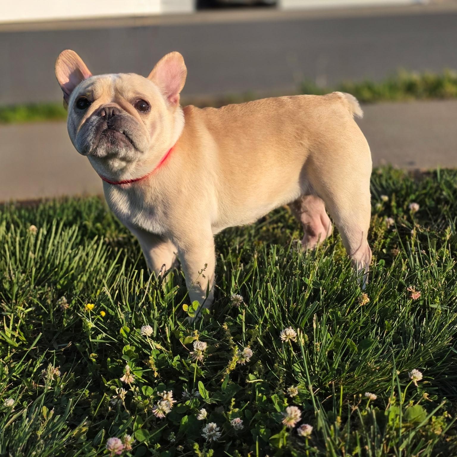 Enlarge Sugar, an adopted French Bulldog in CLARKSVILLE, TN image 1/3