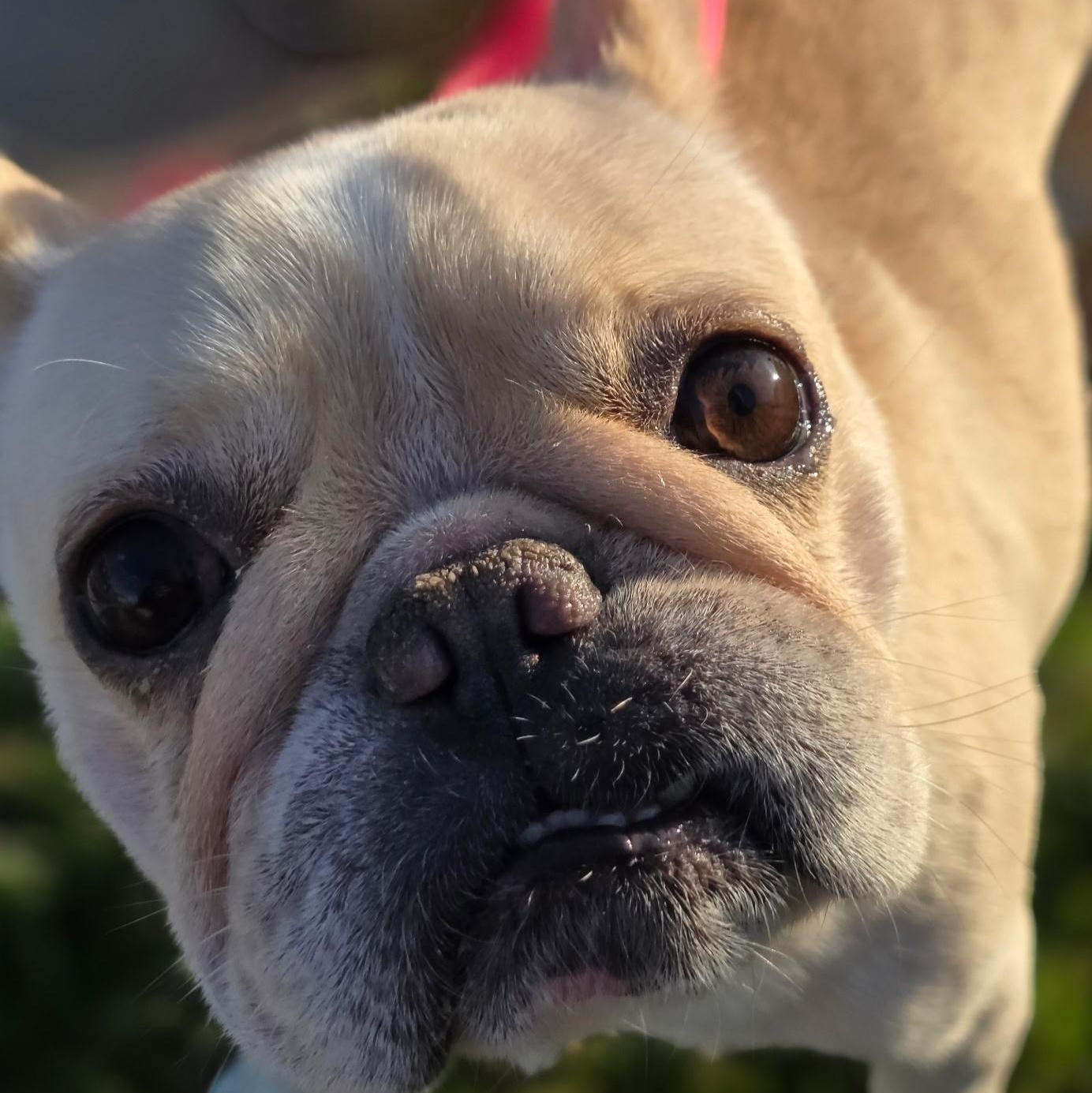 Enlarge Sugar, an adopted French Bulldog in CLARKSVILLE, TN image 3/3