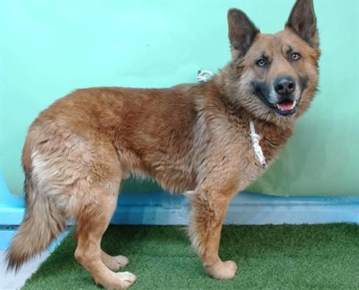 Enlarge ROCKI, a Adoptable German Shepherd Dog in Gardena, CA image 1/1