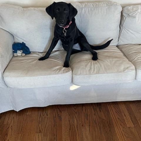 Enlarge Pocus, a Adoptable Labrador Retriever in Indianapolis, IN image 1/5