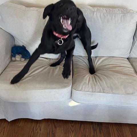 Enlarge Pocus, a Adoptable Labrador Retriever in Indianapolis, IN image 2/5