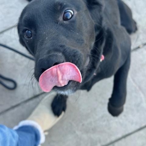 Enlarge Pocus, a Adoptable Labrador Retriever in Indianapolis, IN image 3/5