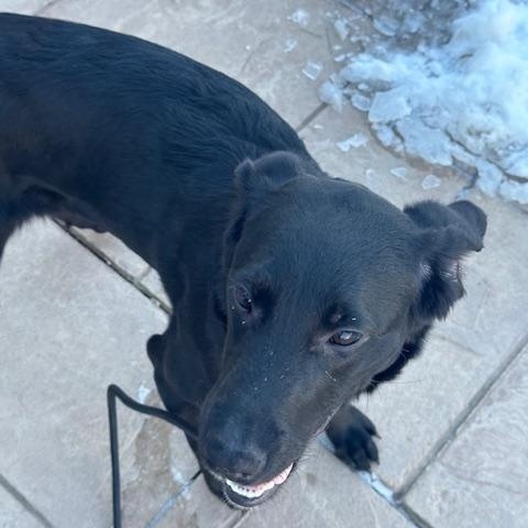 Enlarge Pocus, a Adoptable Labrador Retriever in Indianapolis, IN image 4/5