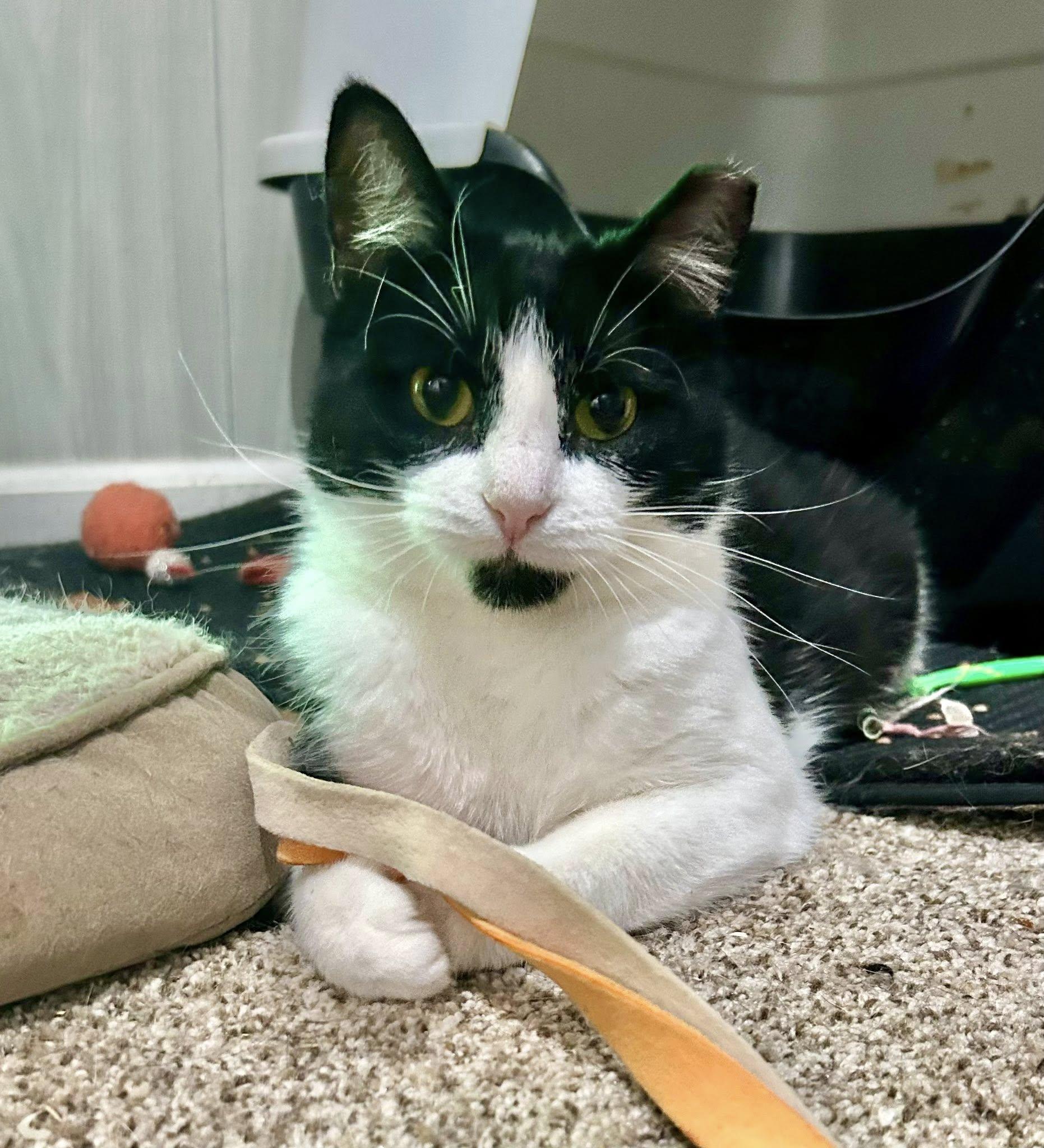 Enlarge Flower, a Adoptable Domestic Short Hair in Webster, NY image 1/1